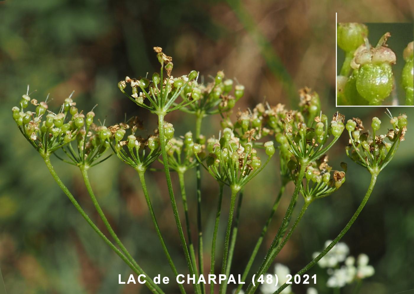 Burnet Saxifrage fruit